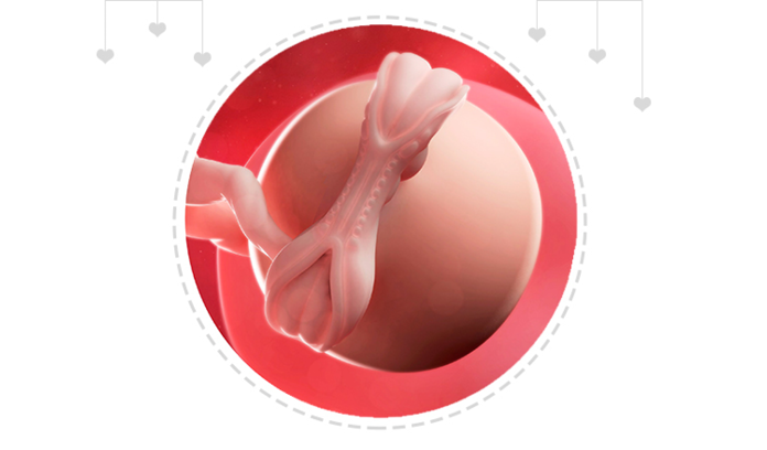 Paragraph Image